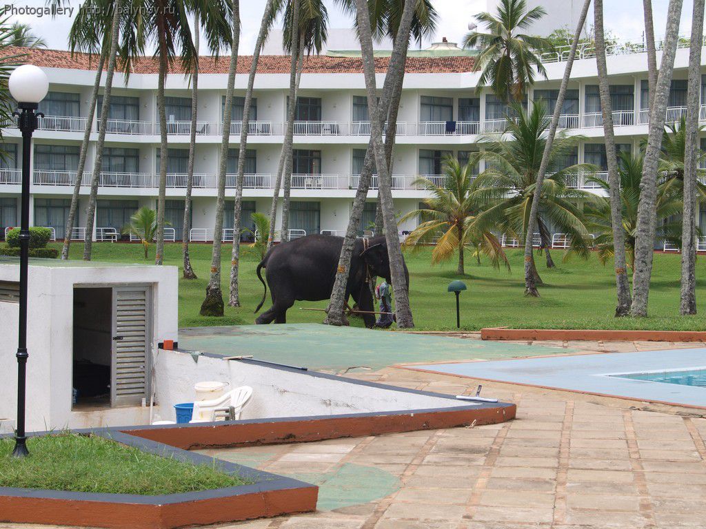 Шри-Ланка отель Villa Ocean View фото 298
