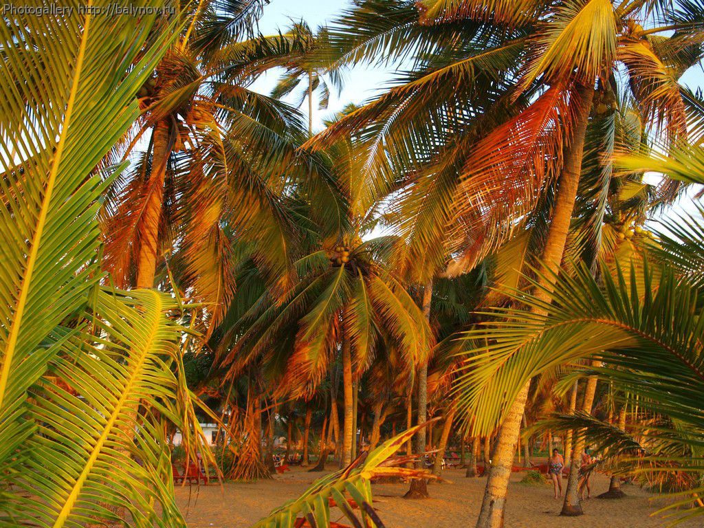 Шри-Ланка отель Villa Ocean View фото 353