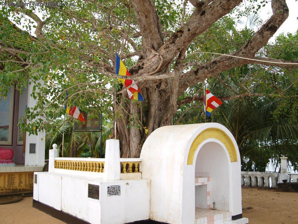 Шри-Ланка отель Villa Ocean View фото 406