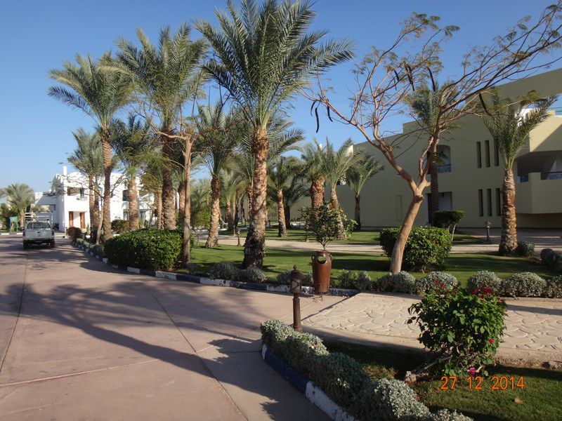 Египет отель Dessole Royal Rojana Resort фото 2916